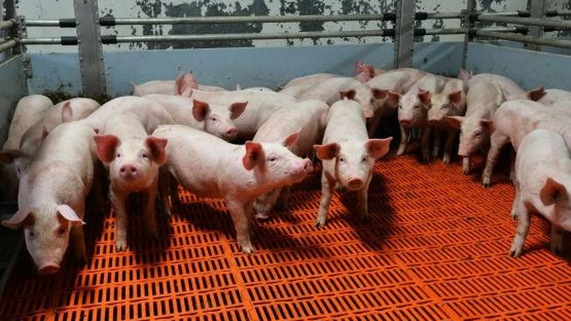 В области зафиксировали случаи африканской чумы свиней