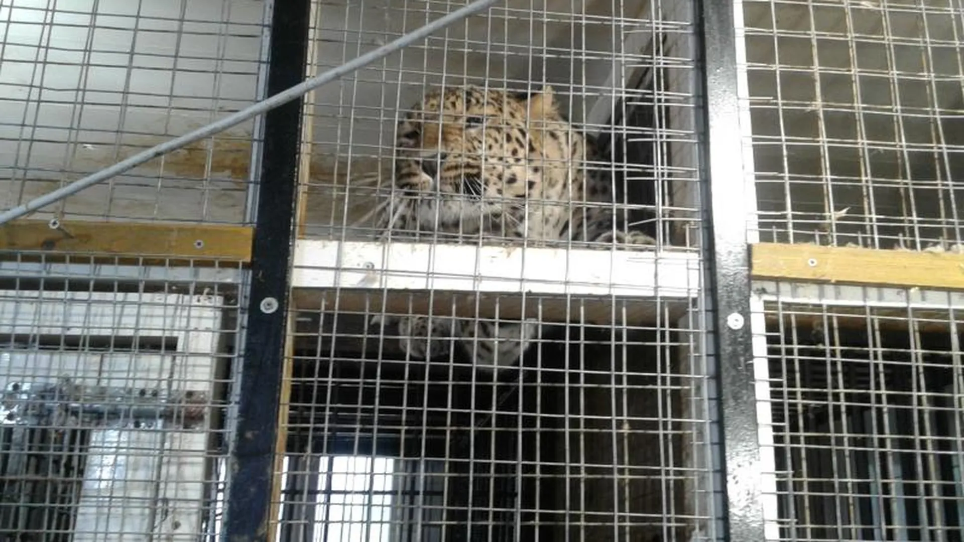 Леопардов и оцелотов завел у себя на участке житель Подмосковья