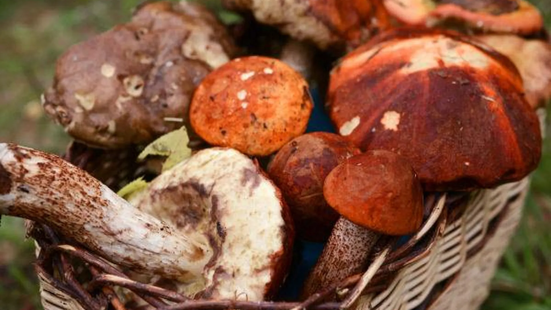 Комлесхоз: первые грибы в лесах региона можно собирать в мае