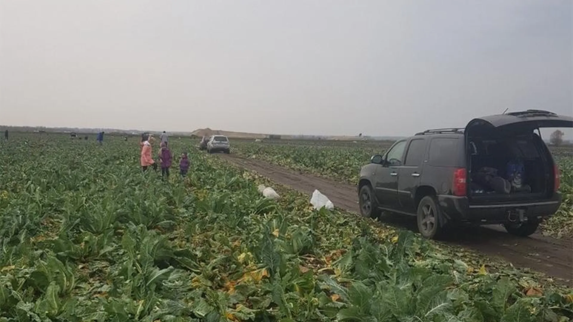 Срубить капусты: жители Раменского обчистили поле щедрого фермера