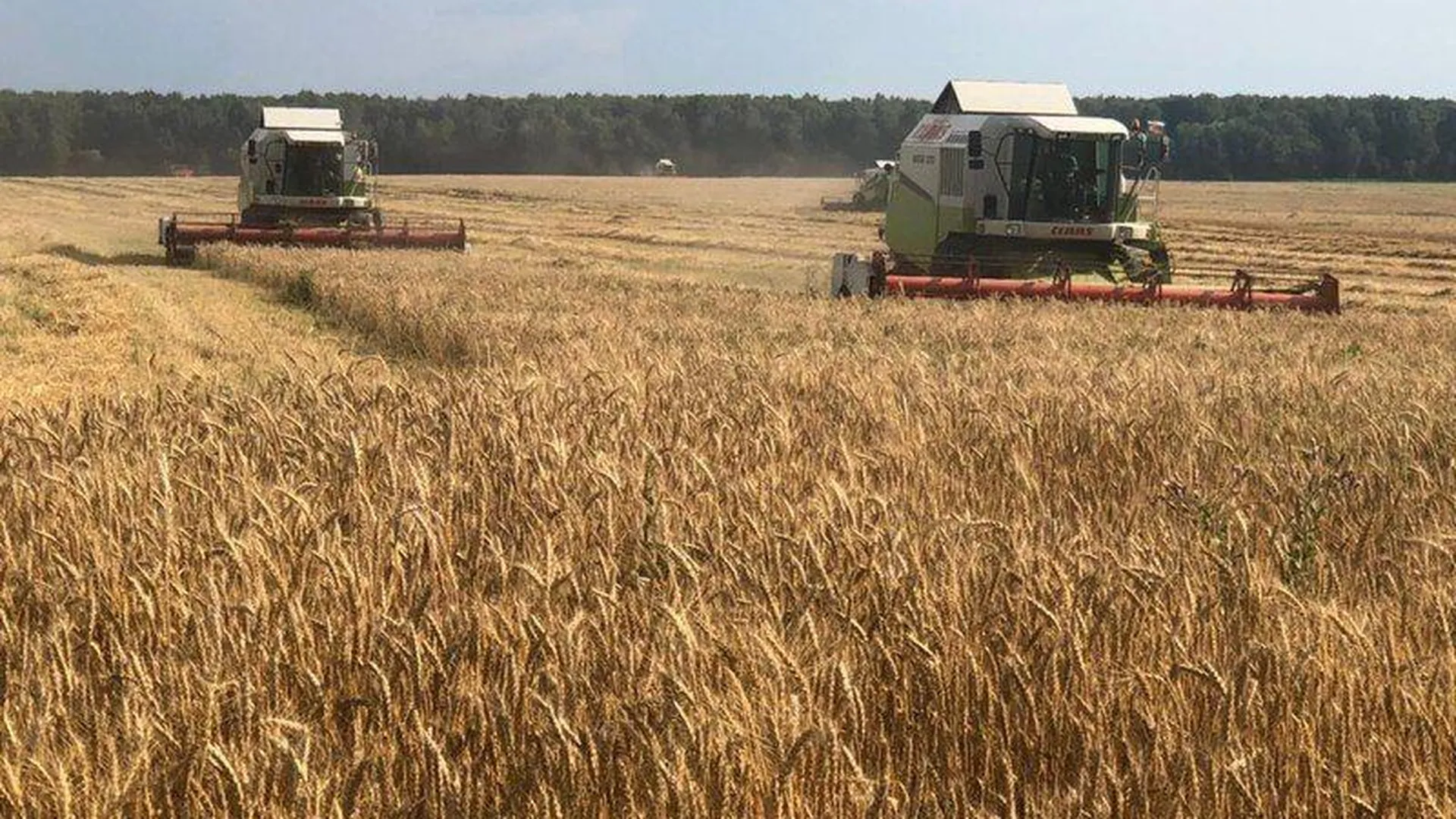 Валовый сбор зерновых и зернобобовых культур в Луховицах увеличился на 21 тысячу тонн 