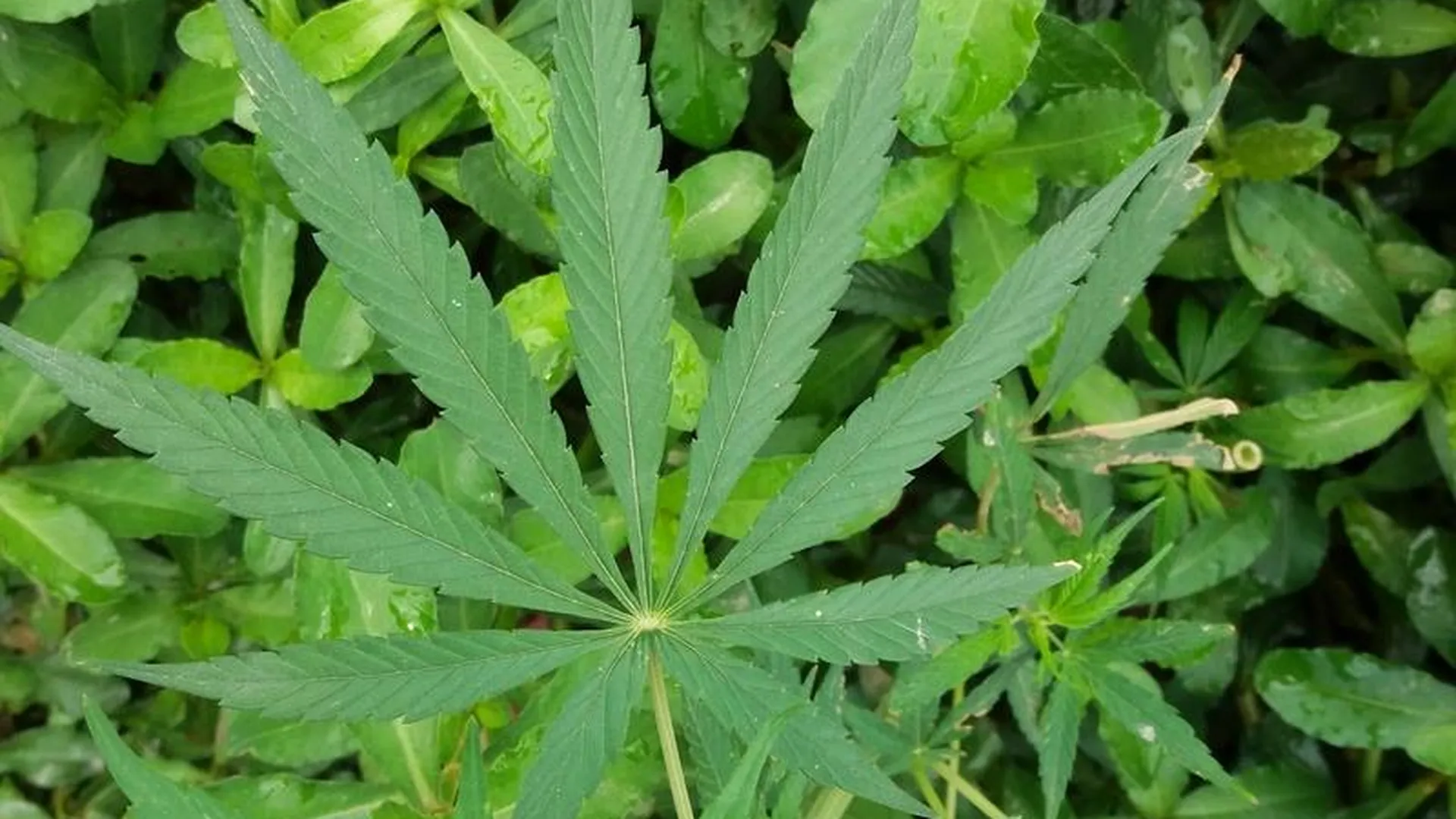 Правительство Уругвая будет контролировать продажу марихуаны
