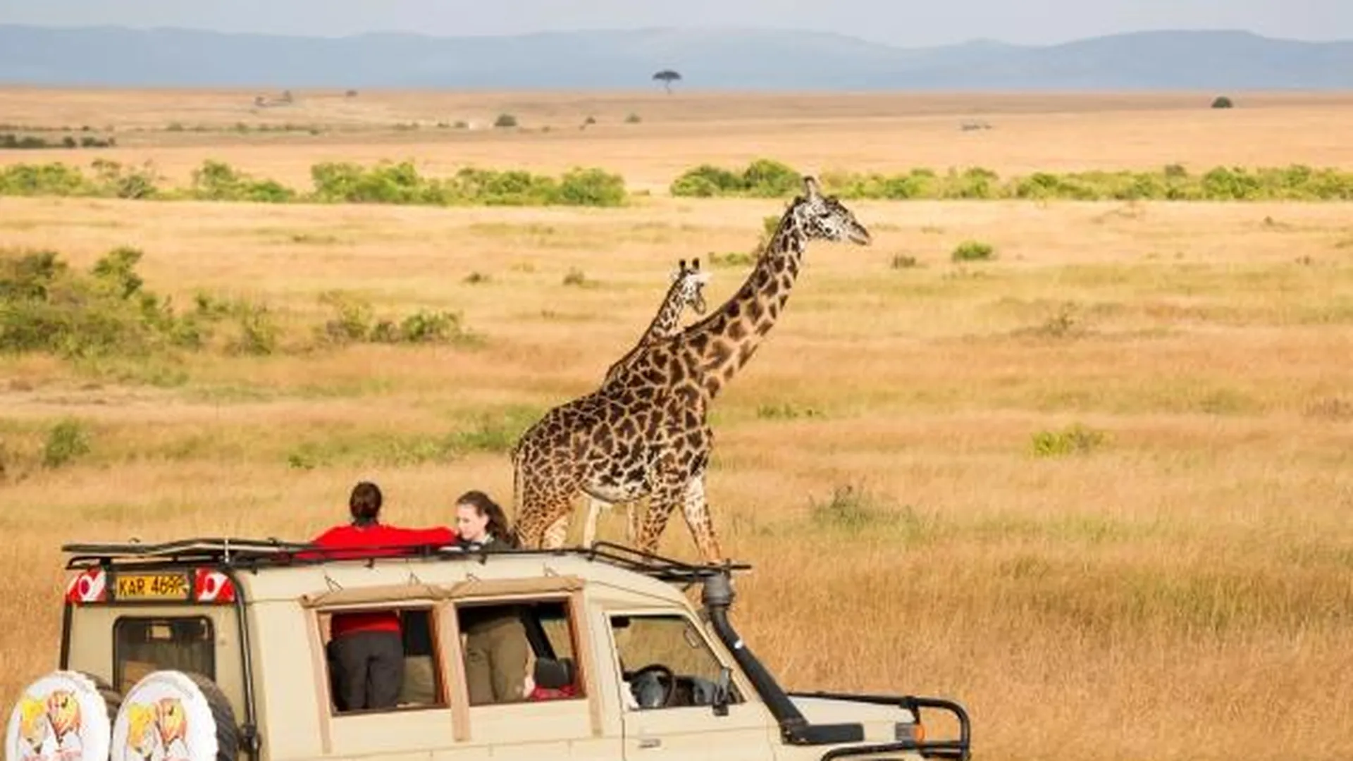 Туристы наблюдают за жирафами в национальном заповеднике «Масаи-Мара» в Кении.