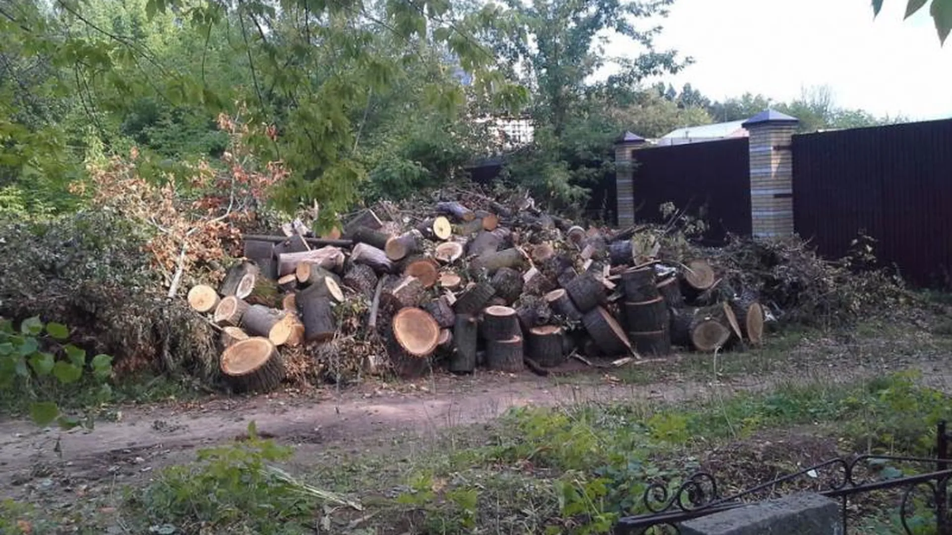 Благодаря «Подмосковье сегодня» в Павловском Посаде расчистили кладбище от поваленных ураганом деревьев