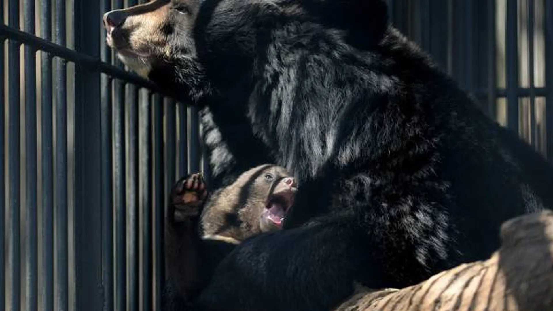Гималайского медведя стрелка из Новых Вешек показали на видео