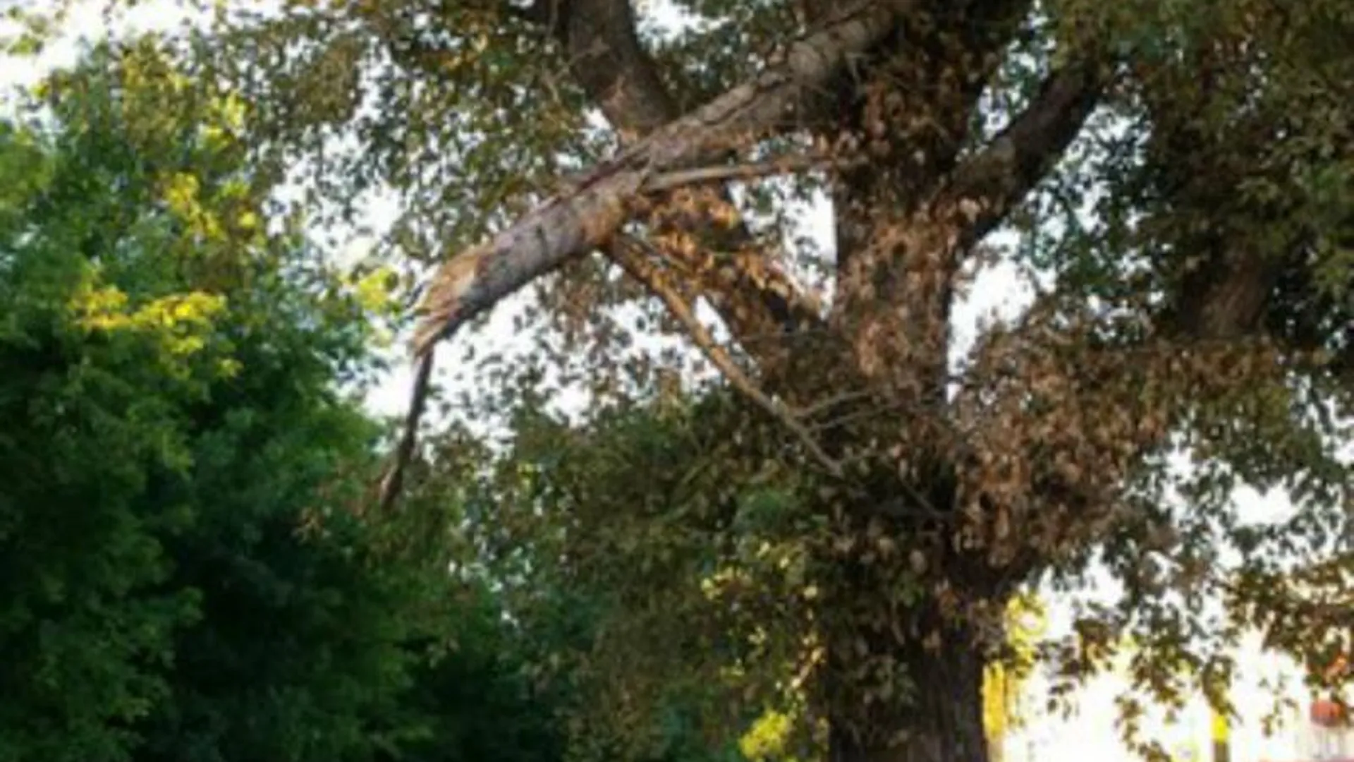 Жизням жителей Шатуры угрожает опасное «нестабильное» дерево