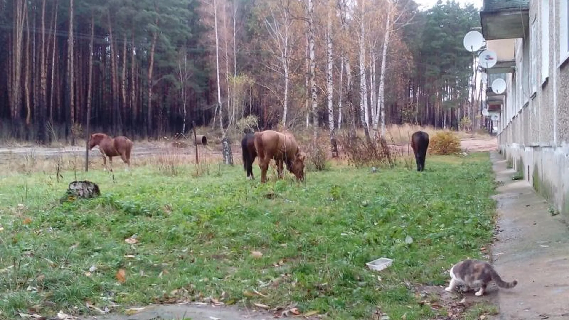 Беспризорные лошади гуляют во дворах Озер