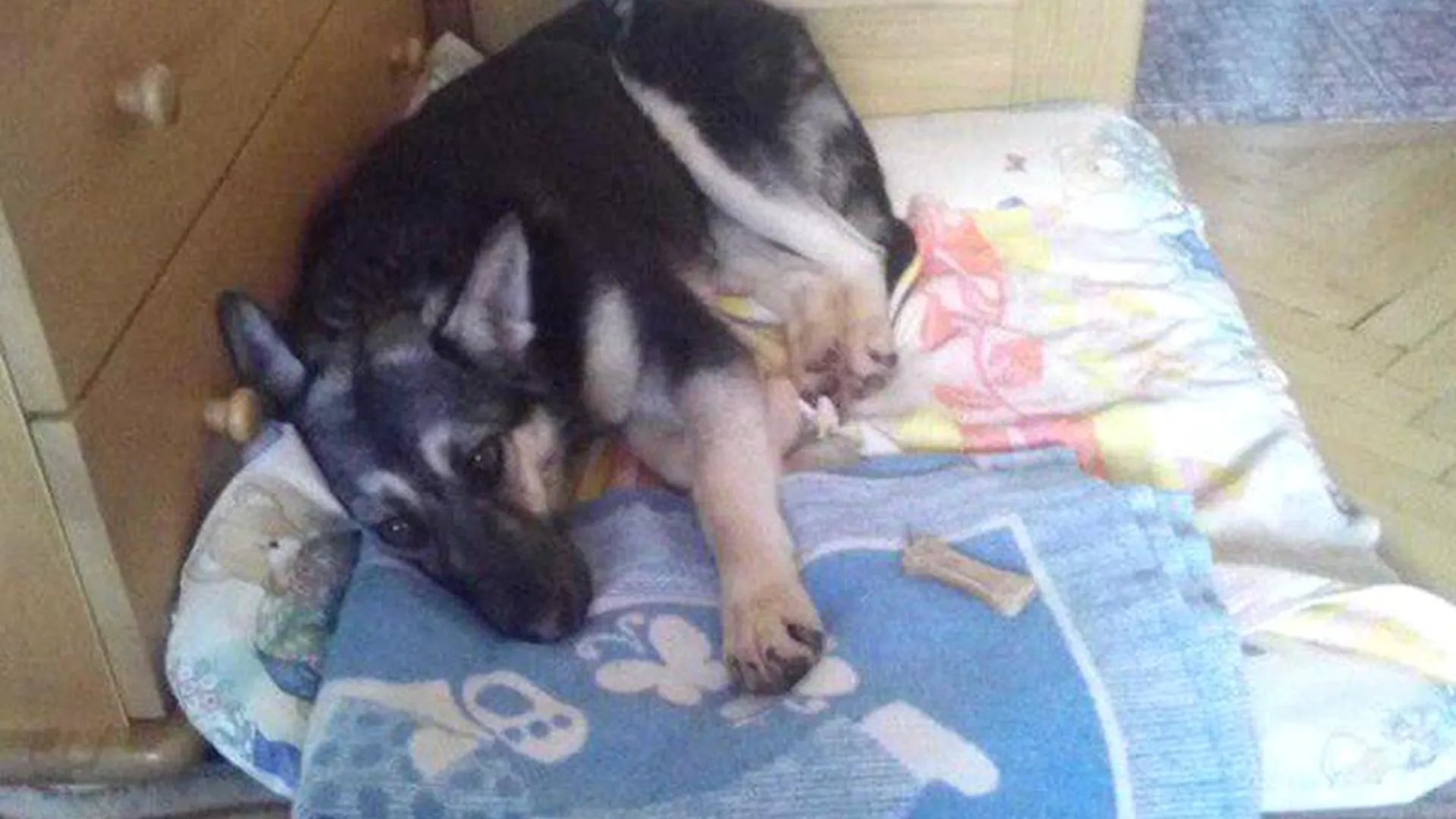 Собака с банкой на голове из Пущино нашла любящую семью