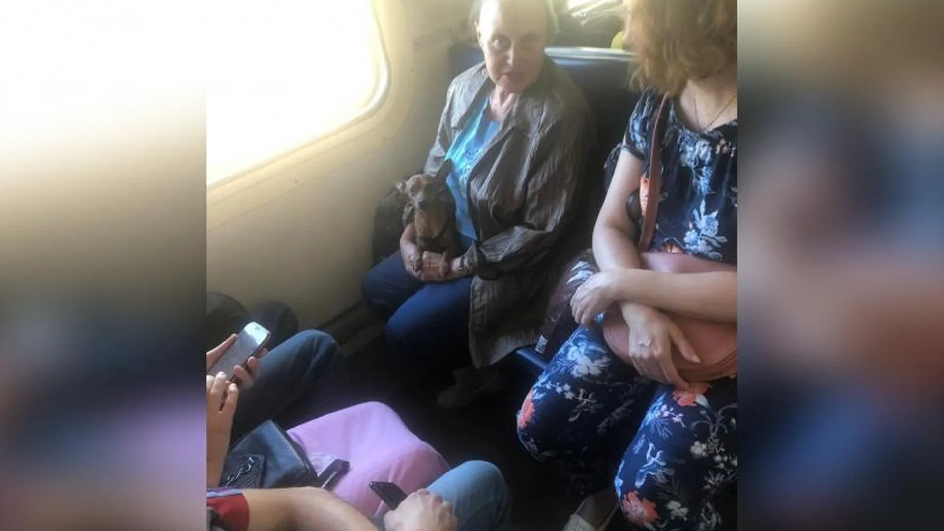 Пассажиры электрички в Подмосковье заступились за даму с собачкой и объявили бойкот контролерам