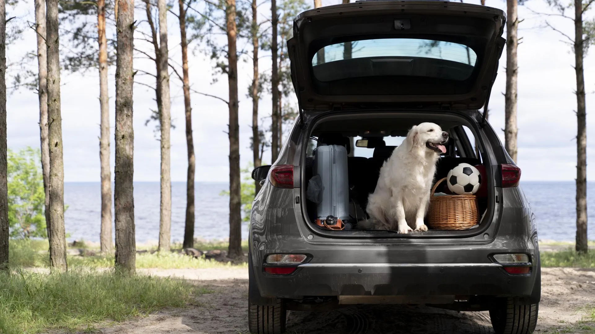 Жители Петербурга четыре года держали собаку в багажнике автомобиля