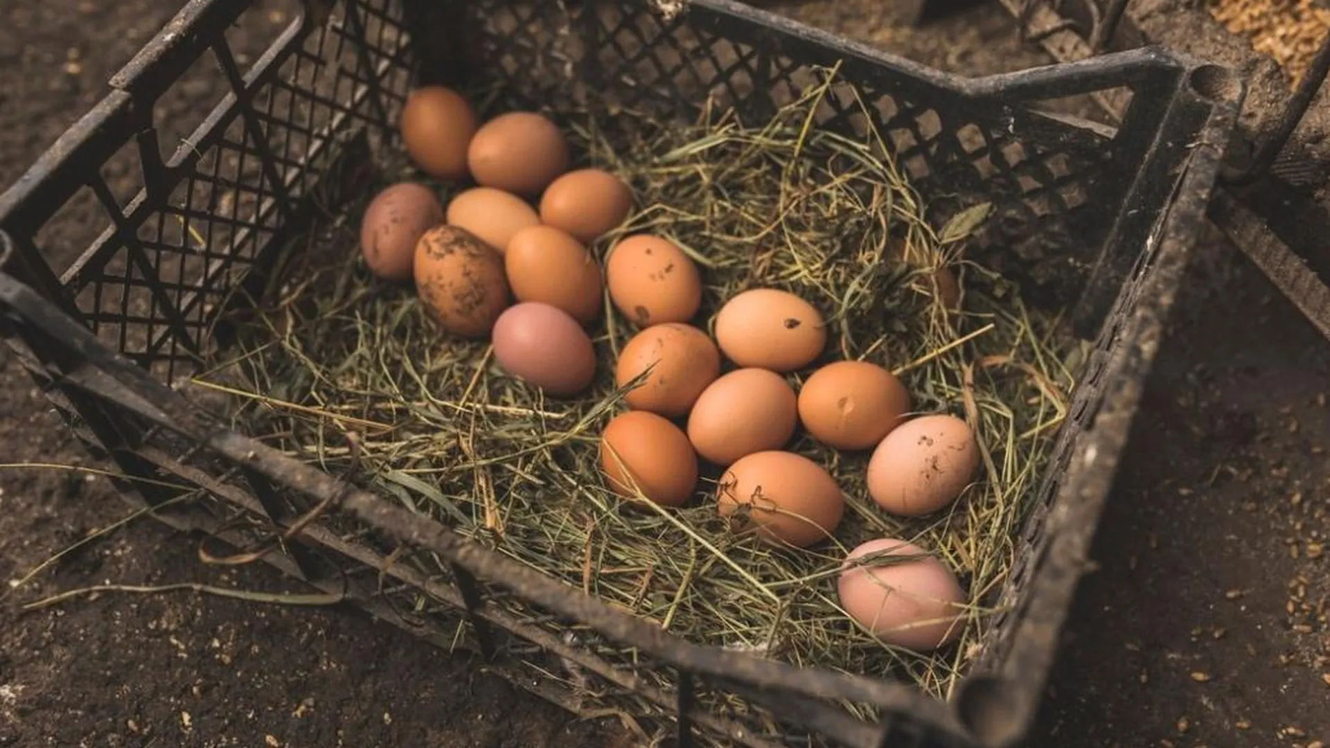 Свалку из куриных яиц нашли под Омском