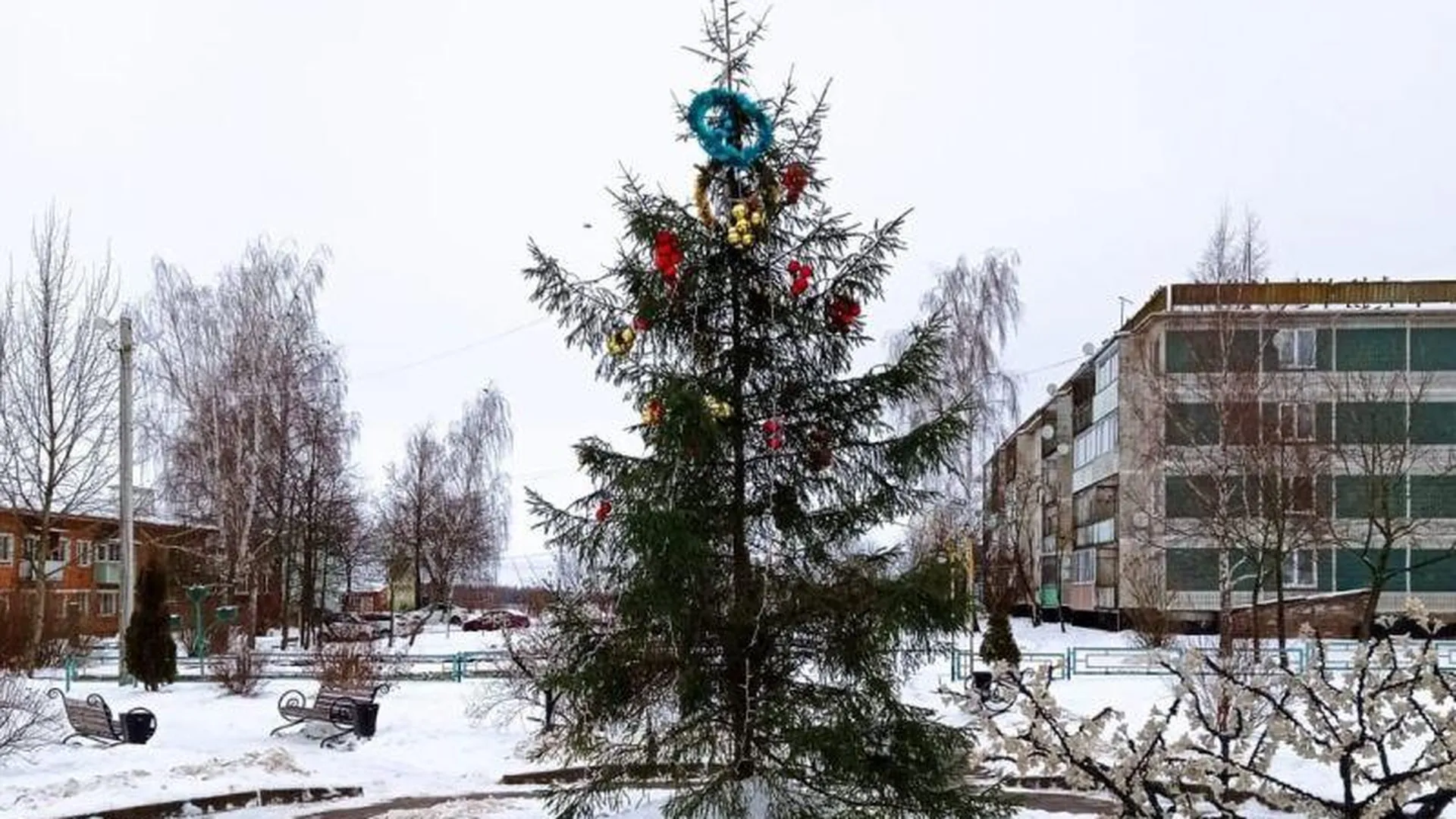 На «похоронную» елку пожаловались жители деревни под Волоколамском