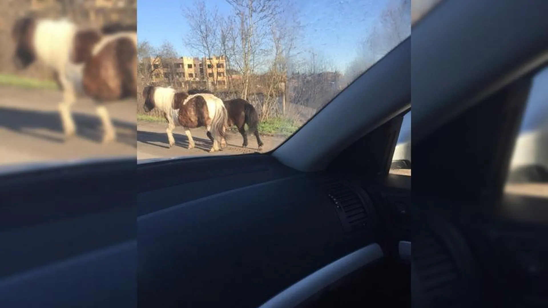 Два потерянных пони бродят по Раменскому району