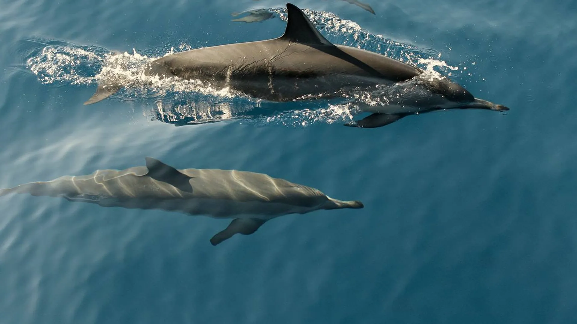 Эколог поддержал запрет на вылов дельфинов и косаток для океанариумов