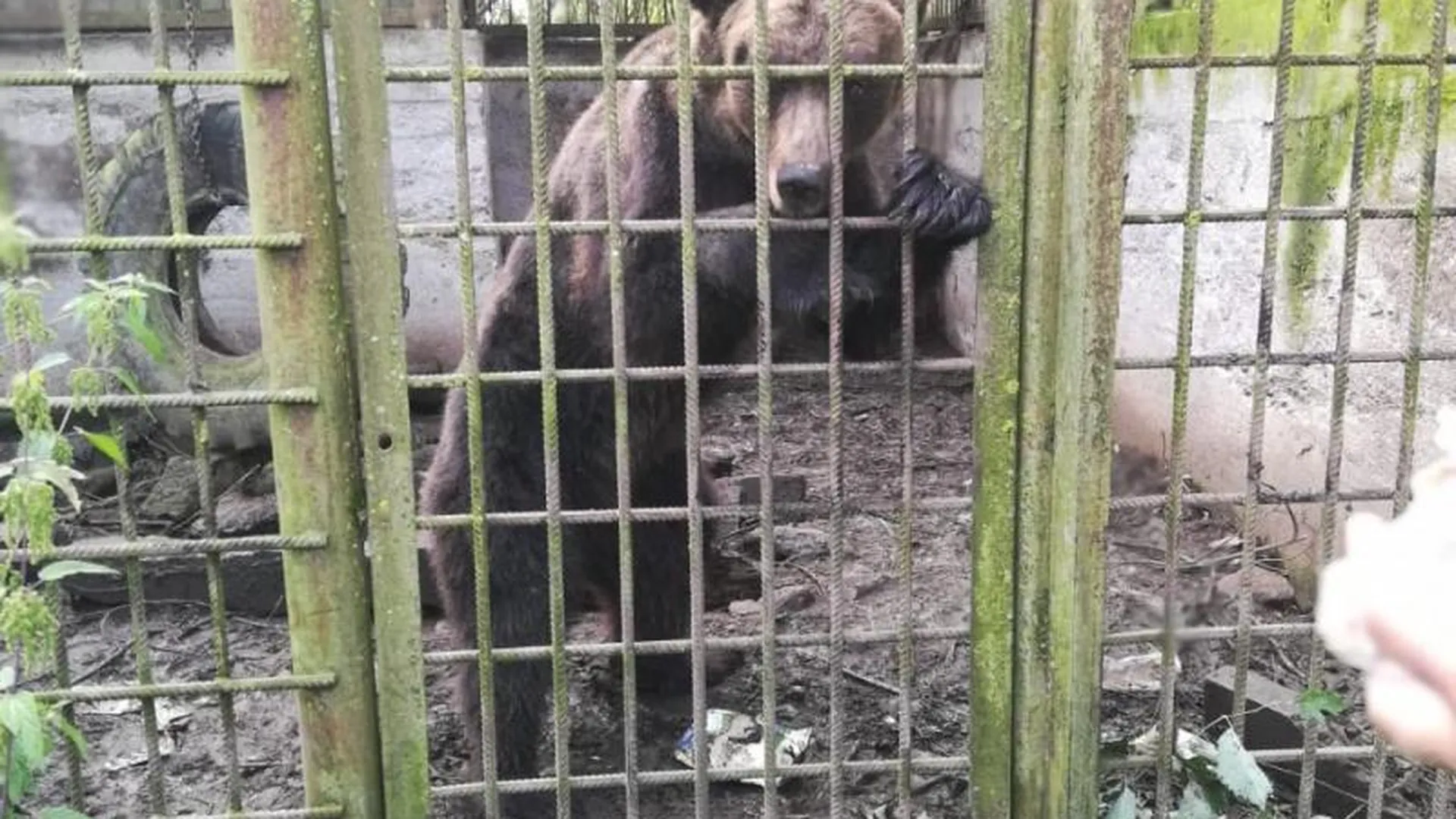 Жительница Наро-Фоминска пытается спасти медведицу в клетке, выброшенную в Карелии