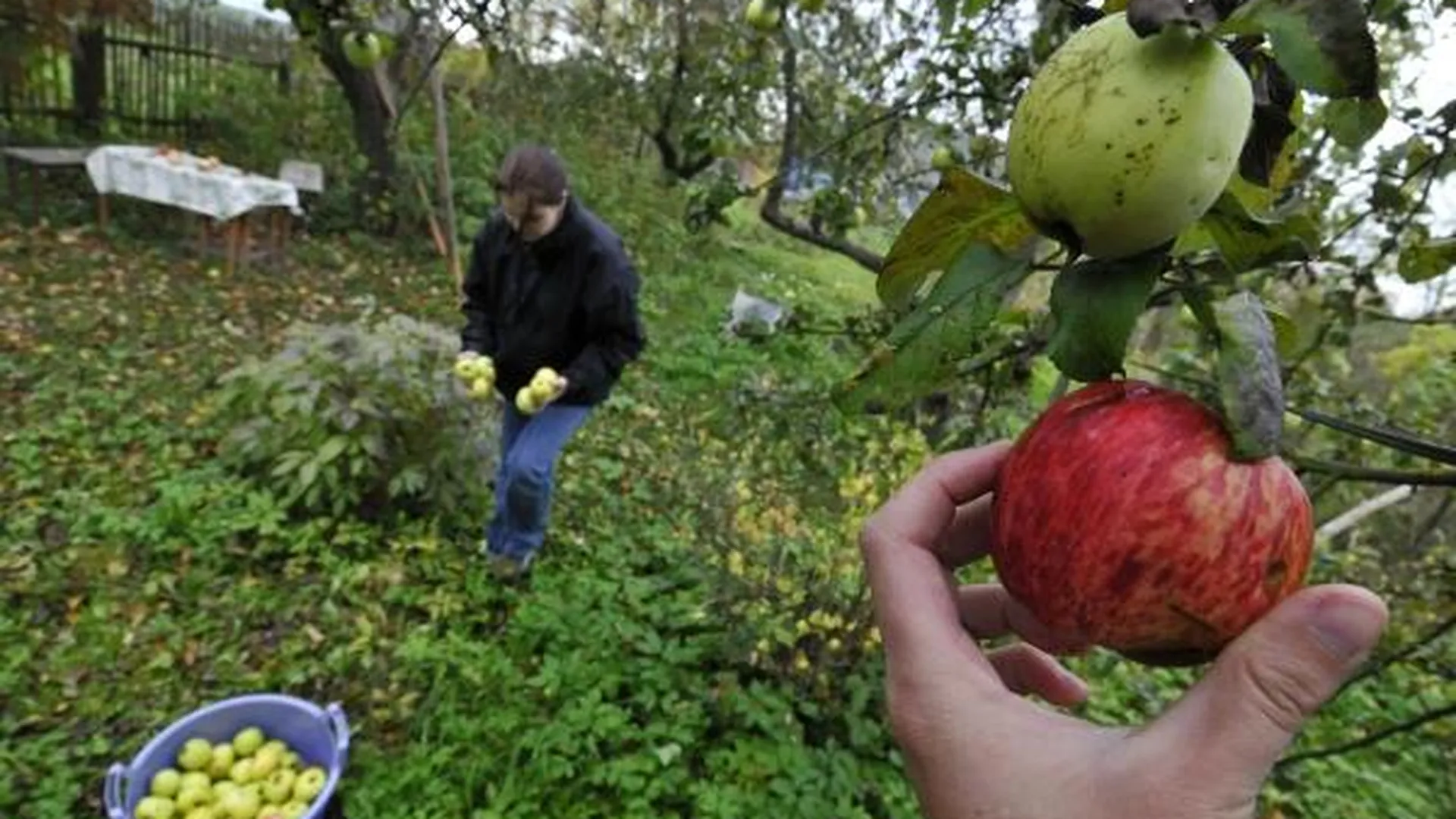 Саженцы яблонь и малины - самые популярные в Подмосковье