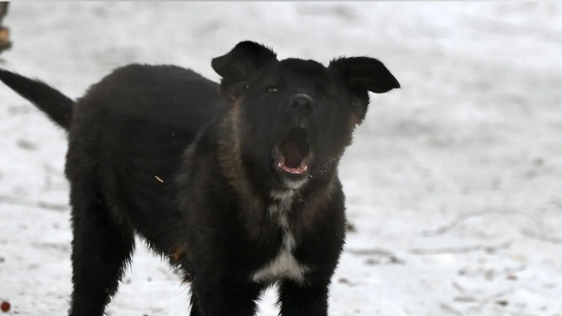 Россияне рассказали, как им удалось выжить после нападений агрессивных собак