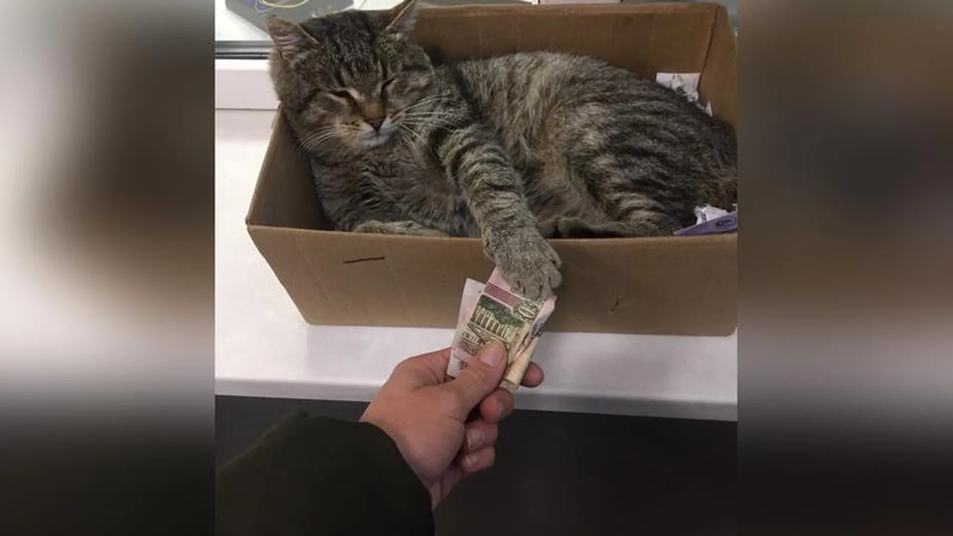 Пушистая магия: жители добровольно отдают деньги коту-обольстителю из Фрязино