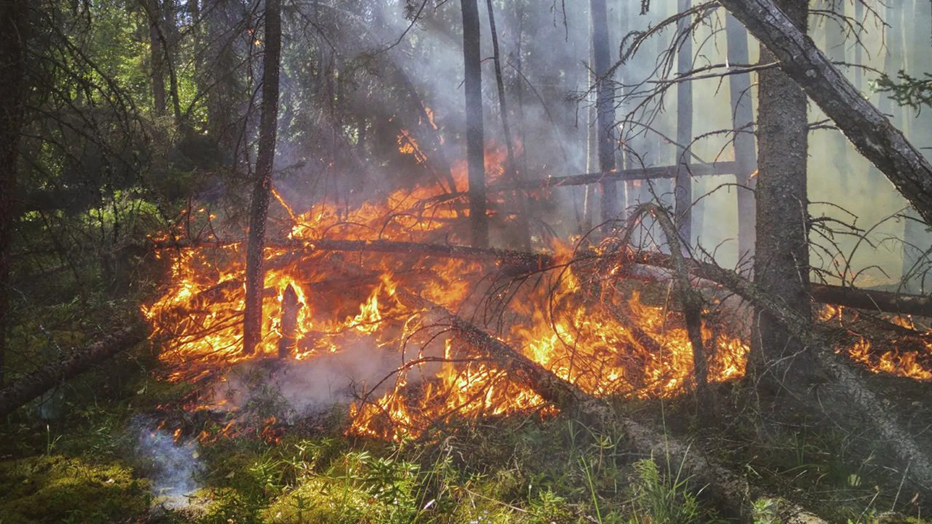 В ЯНАО локализовали крупный лесной пожар