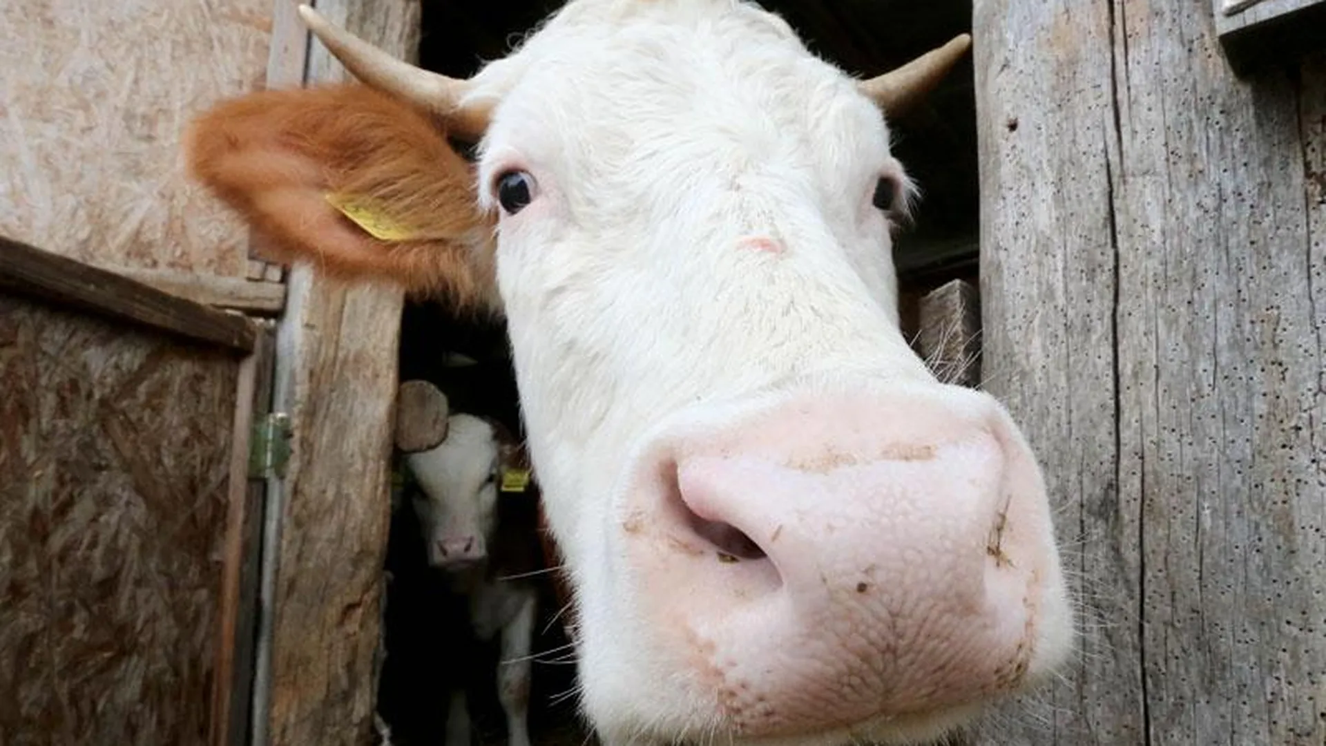 Умершая у жительницы Домодедова корова довела до паники всех ее соседей