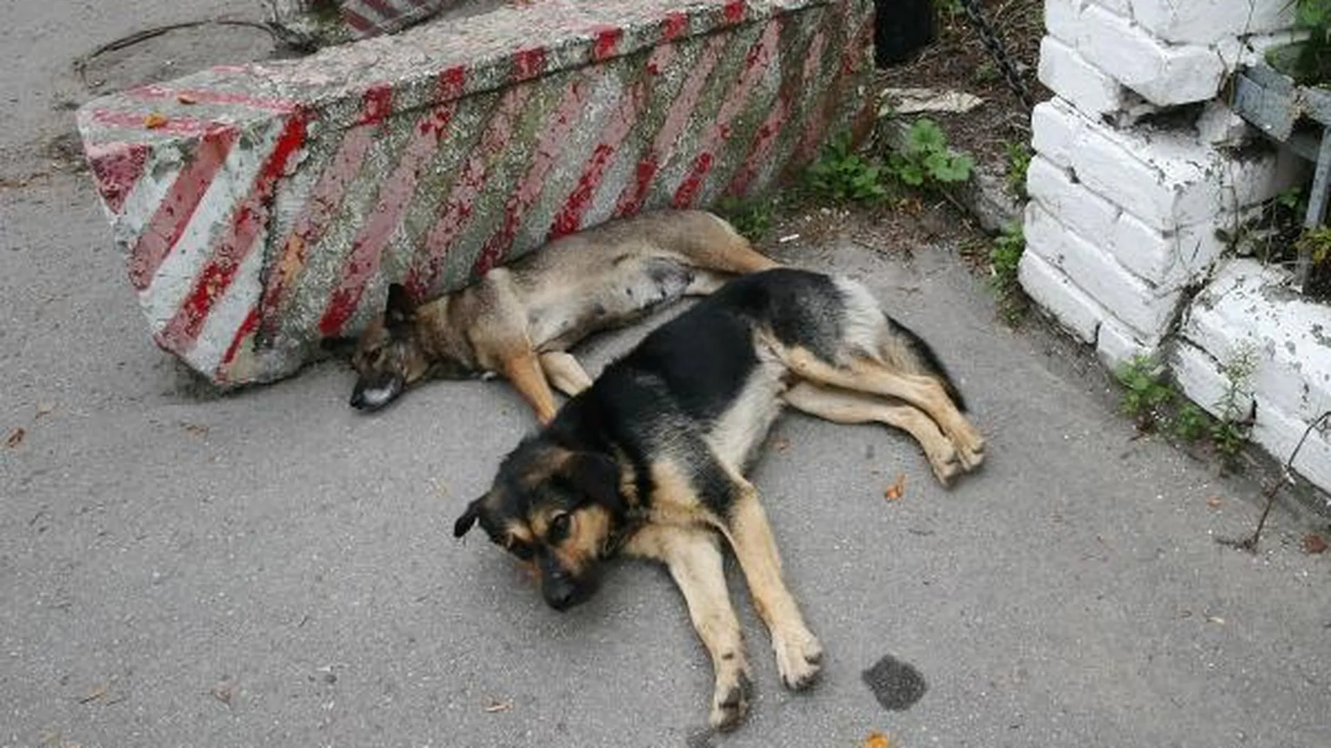 Свыше 150 собак привили от бешенства в Пущине за месяц