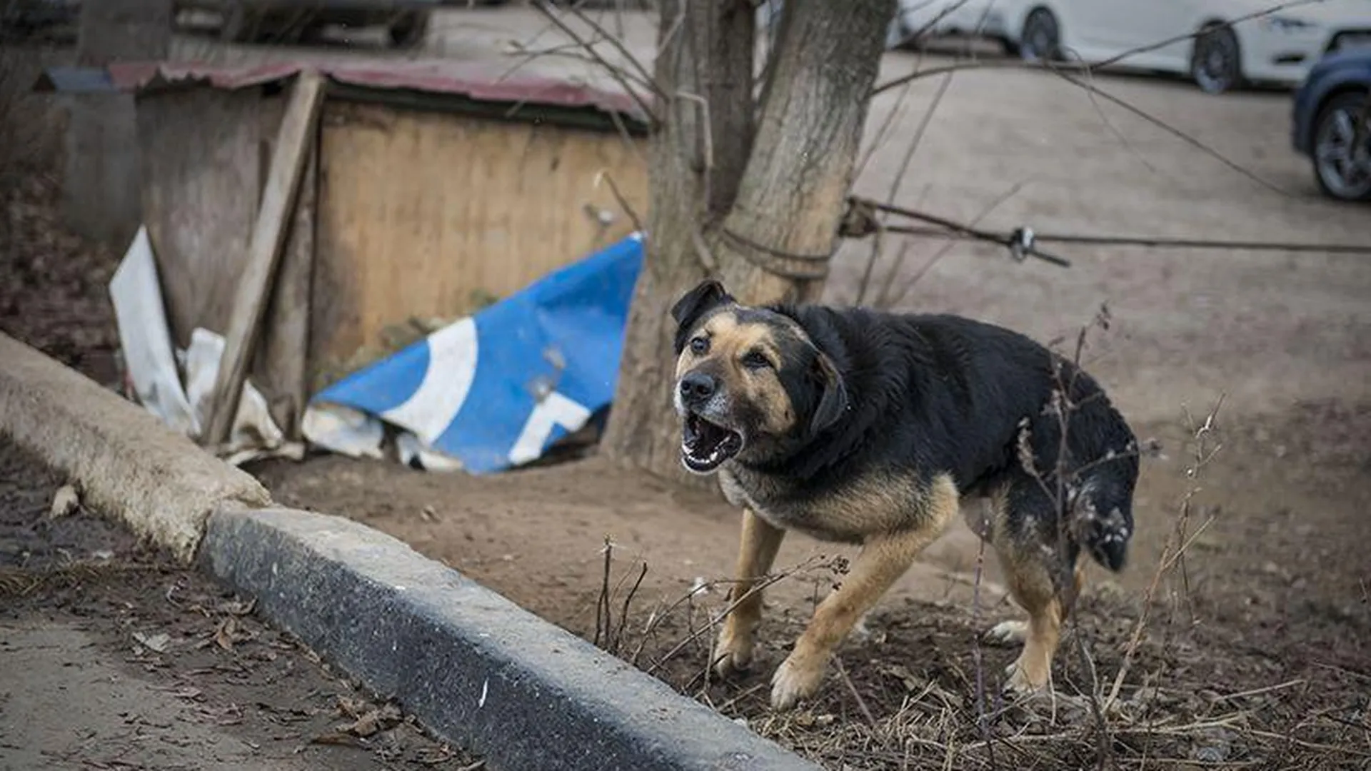 Бездомные собаки набрасываются стаями на прохожих под Калугой