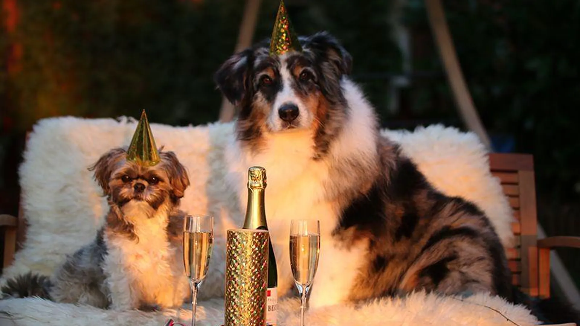 Ветеринар объяснила, почему не нужно устраивать Новый год для своих питомцев