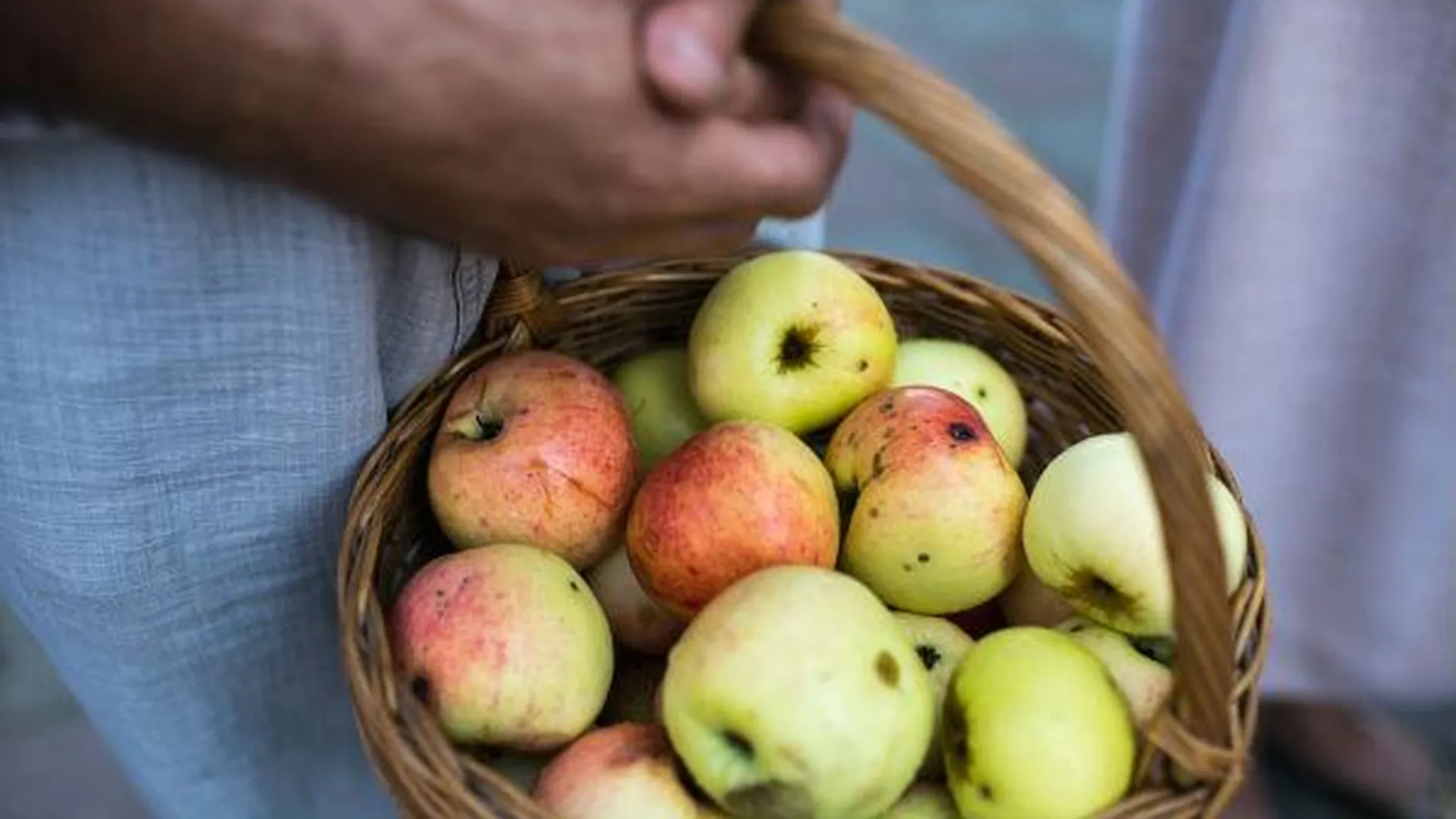 Пятнадцать сортов яблок из Подмосковья представят на «Фермерии»