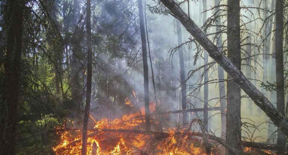 Второй класс пожарной опасности установится в лесах Подмосковья до 23 июня