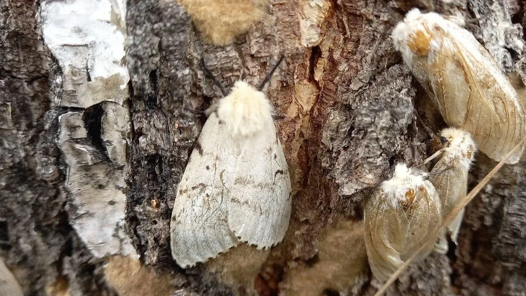 Восстановление деревьев после нашествия шелкопряда началось в лесах ...