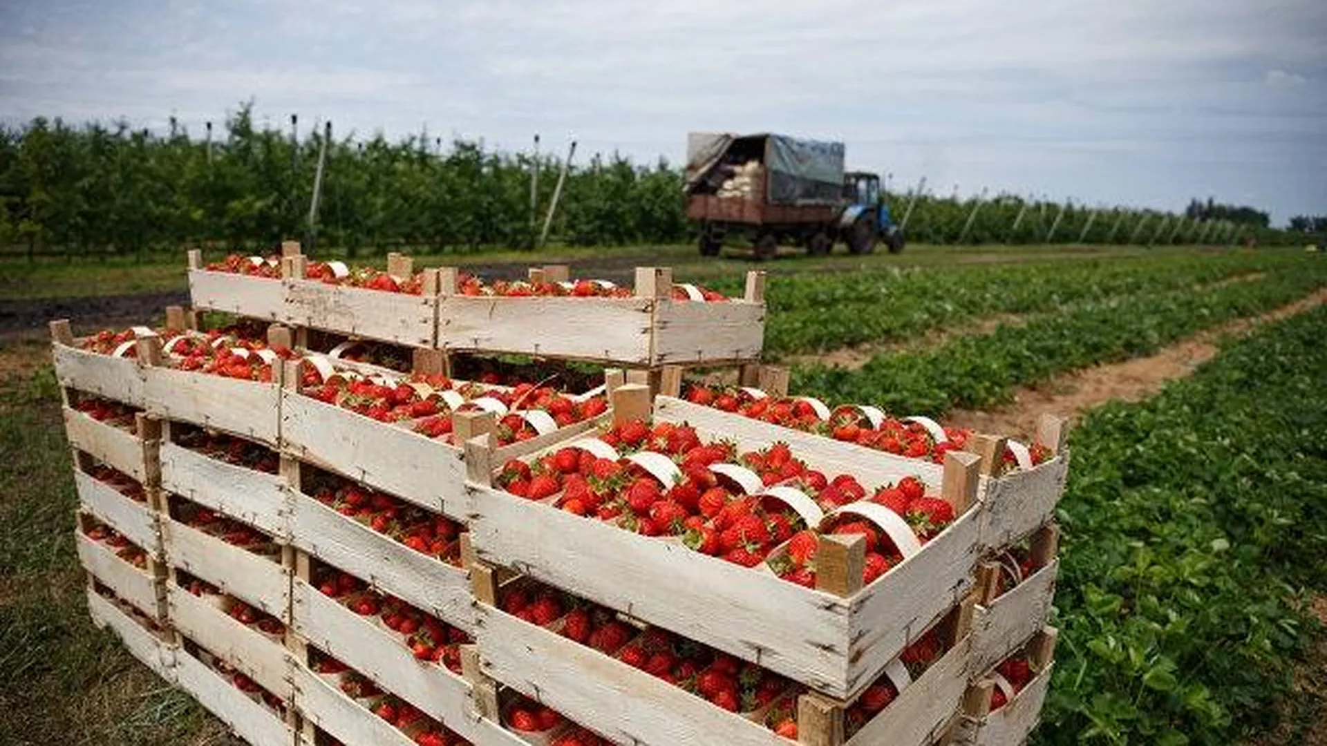 Министерство сельского хозяйства и продовольствия МО