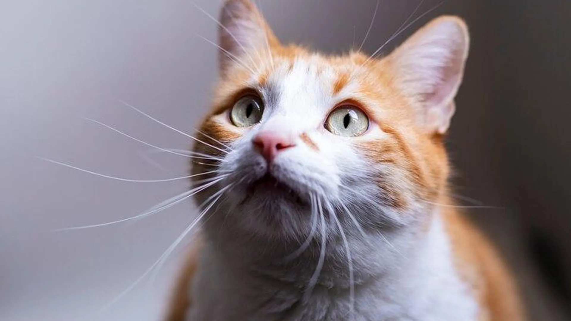 Кот спас жизнь хозяйки во время обстрела Белгородской области
