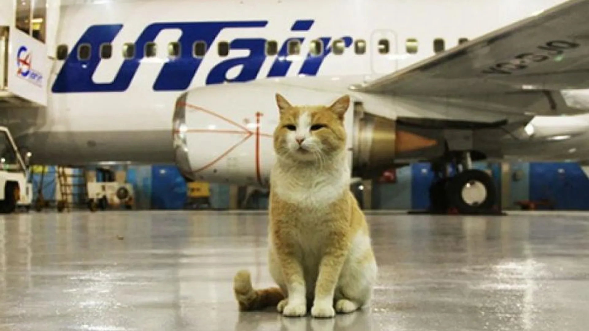 Кота не пустили в Россию и отправили из Домодедова обратным рейсом