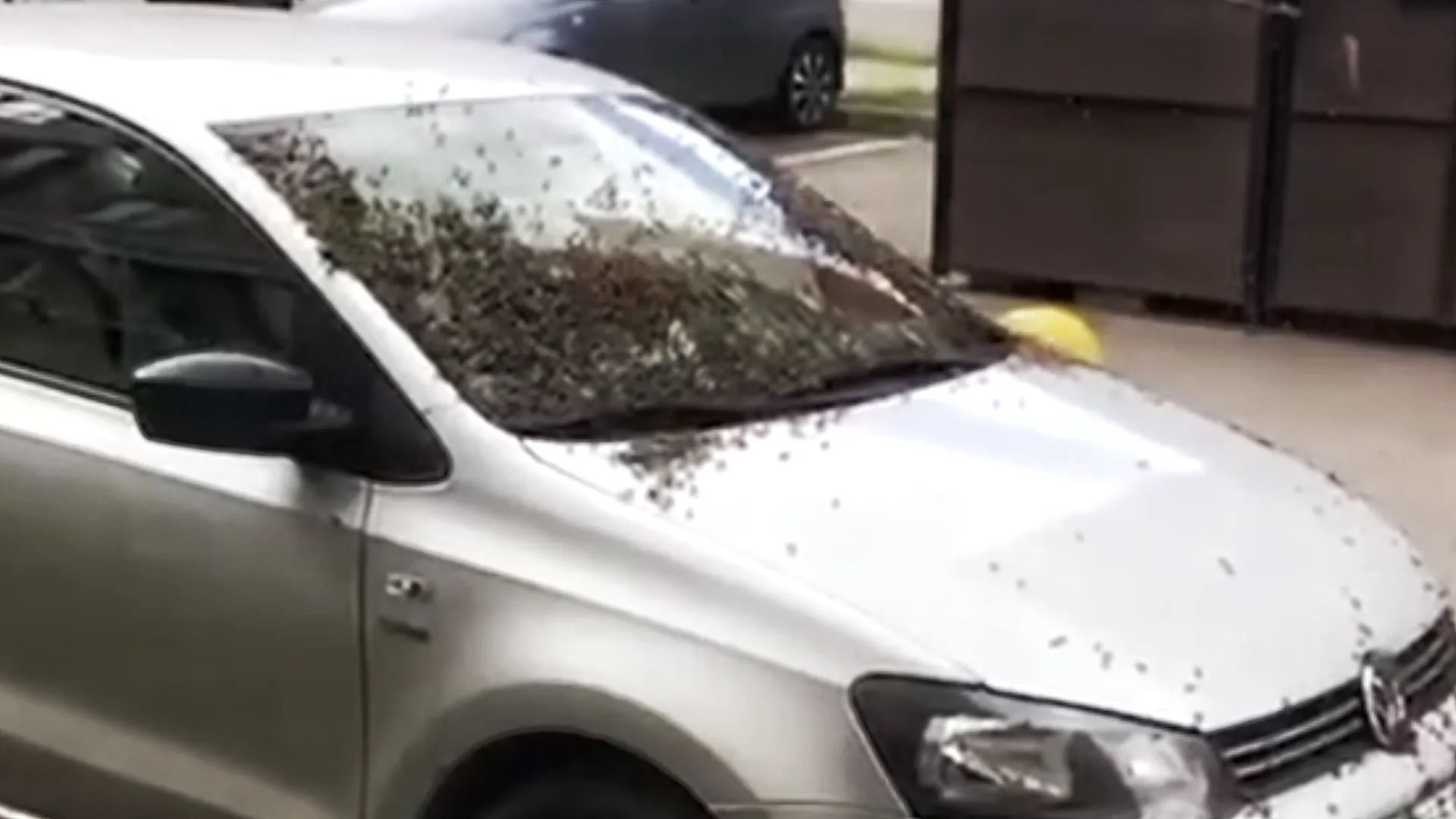 «Открыл капот, черпанул ложкой»: пчелы в Люберцах создали улей прямо на машине