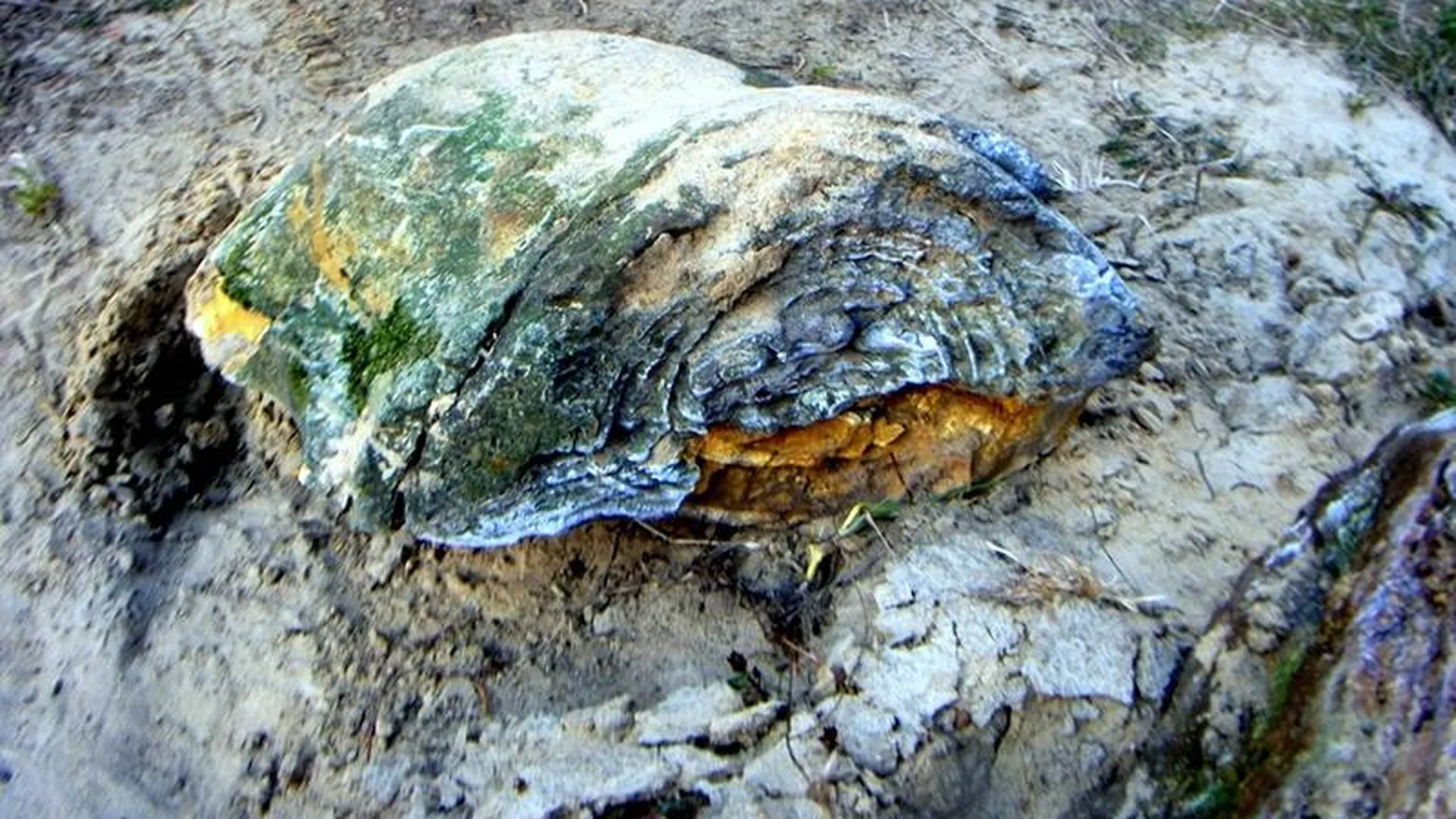 Фрагмент мамонта или коралл: древнюю окаменелость нашел на дне реки житель Бронниц