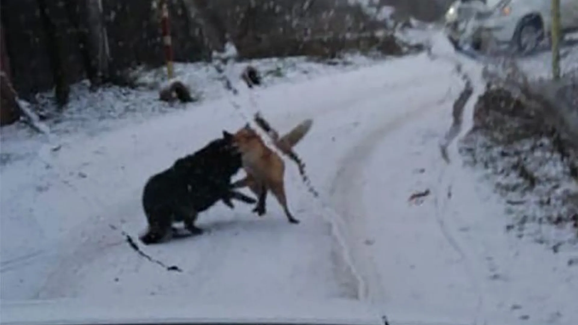 Сражение лисы и собаки парализовало движение автомобилей в Орехово-Зуевском округе
