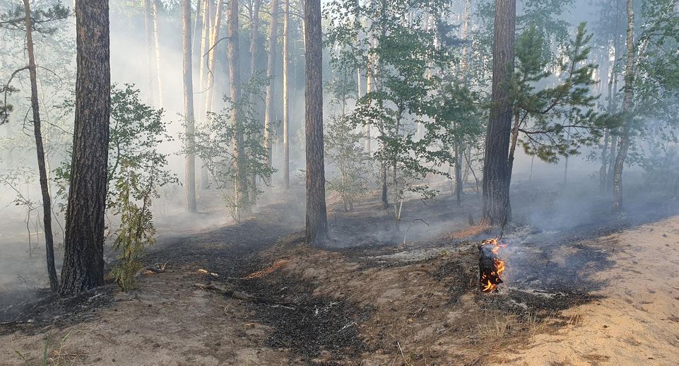 Лесной пожар потушили в Белопесоцком