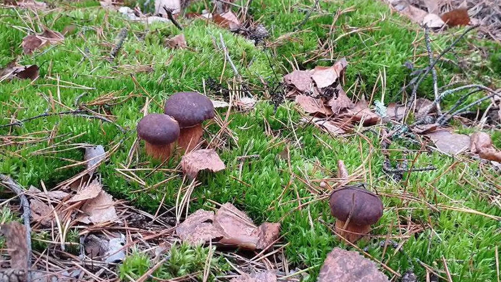Польские грибы усыпали подмосковные леса