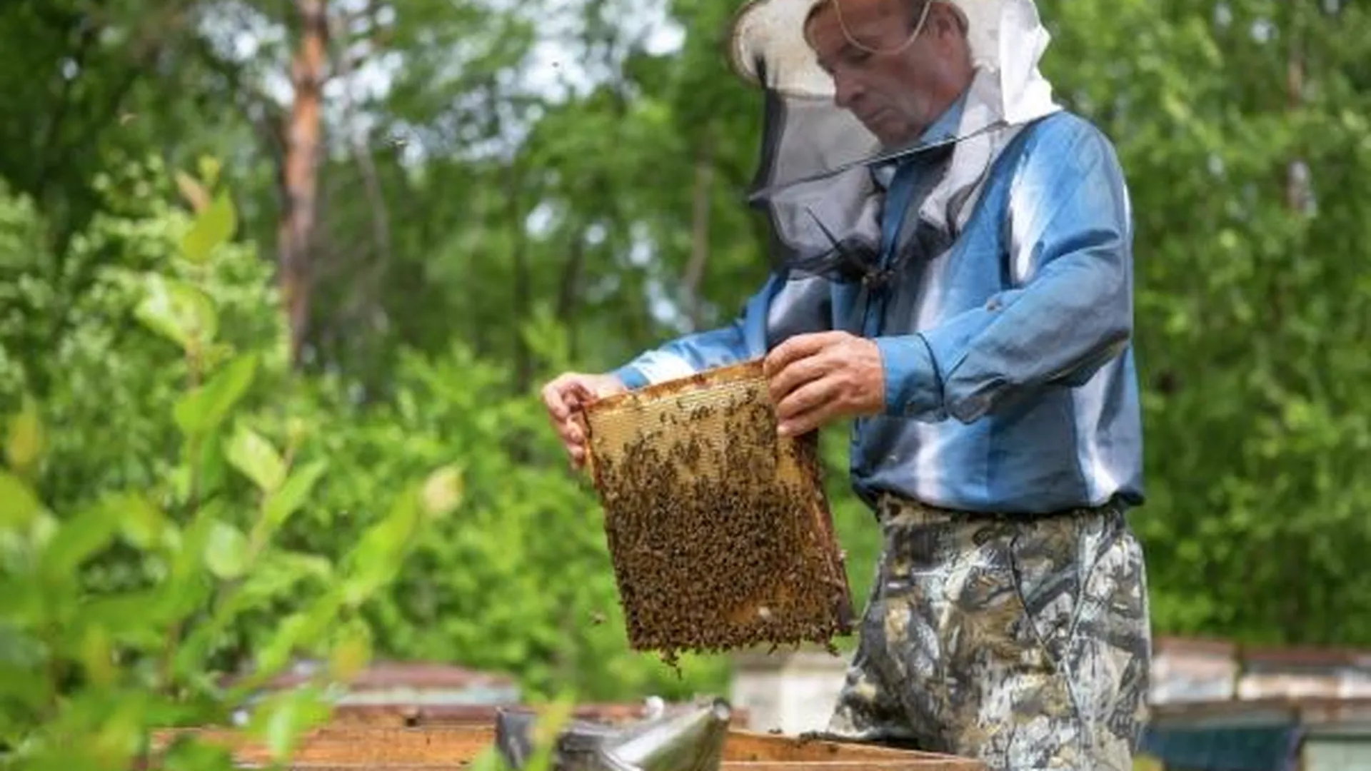 Сладкий подарок: как господдержка помогает развивать пчеловодство в регионе