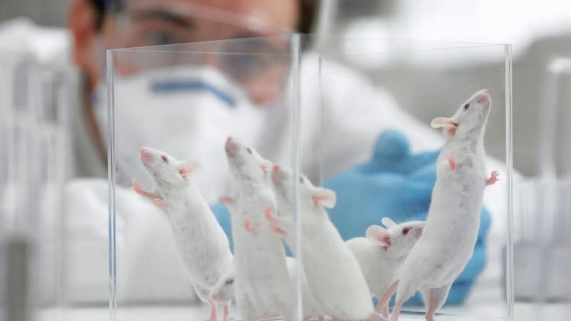 113 лабораторных мышей задержали в аэропорту «Шереметьево»