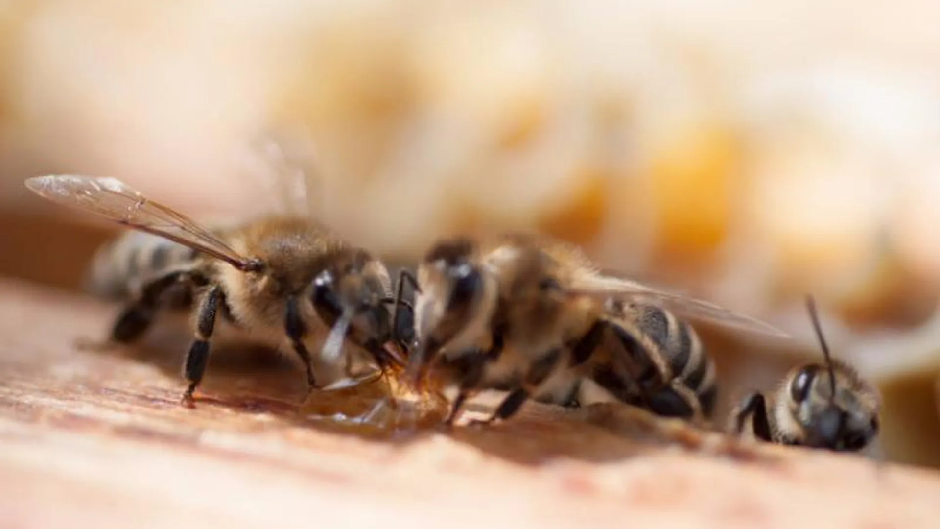 Пчелы ухают от страха и удивления – ученые