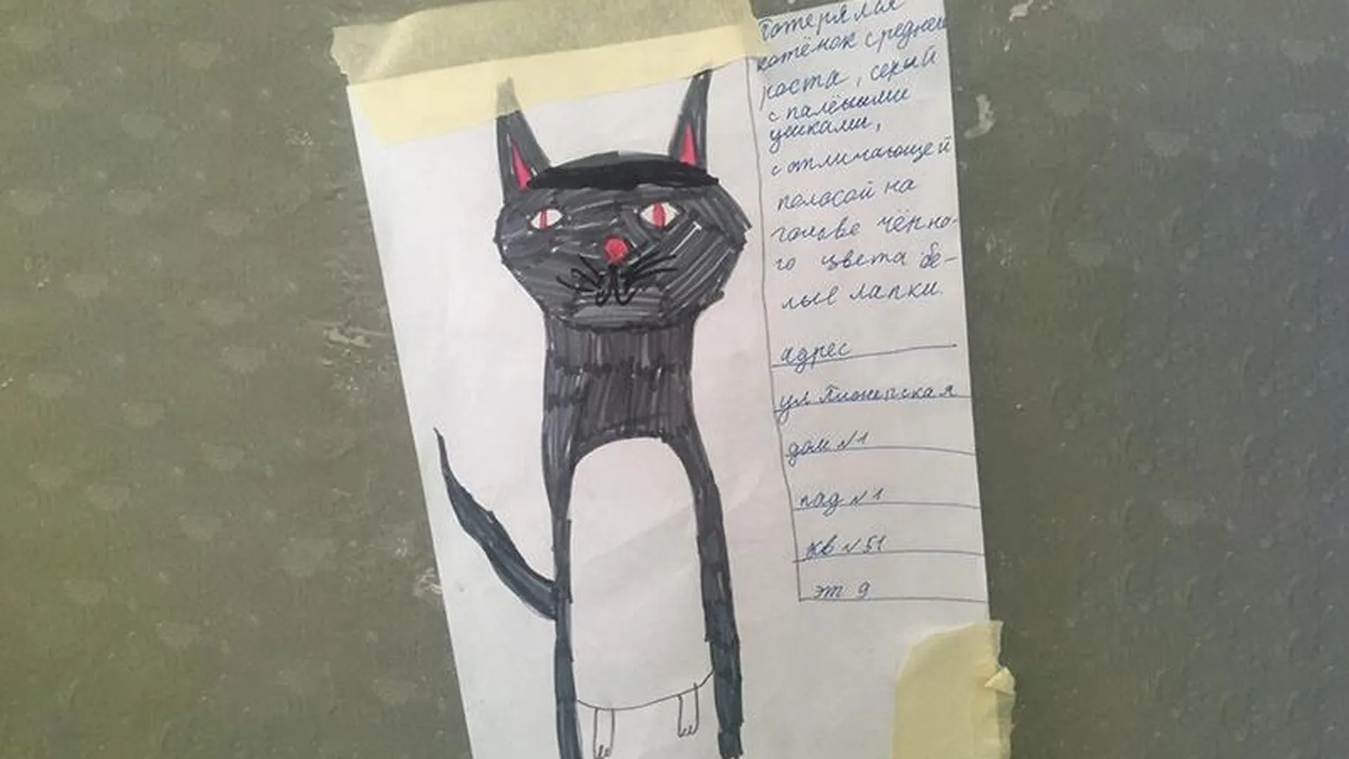 Фоторобот кота, нарисованный девочкой, помог найти пропавшего любимца в Балашихе