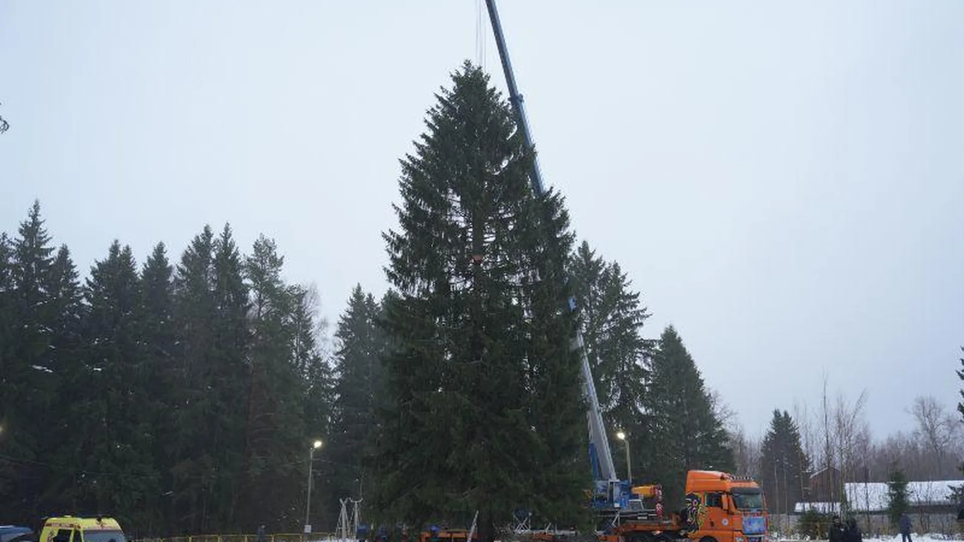 В Волоколамске спилили главную новогоднюю елку страны