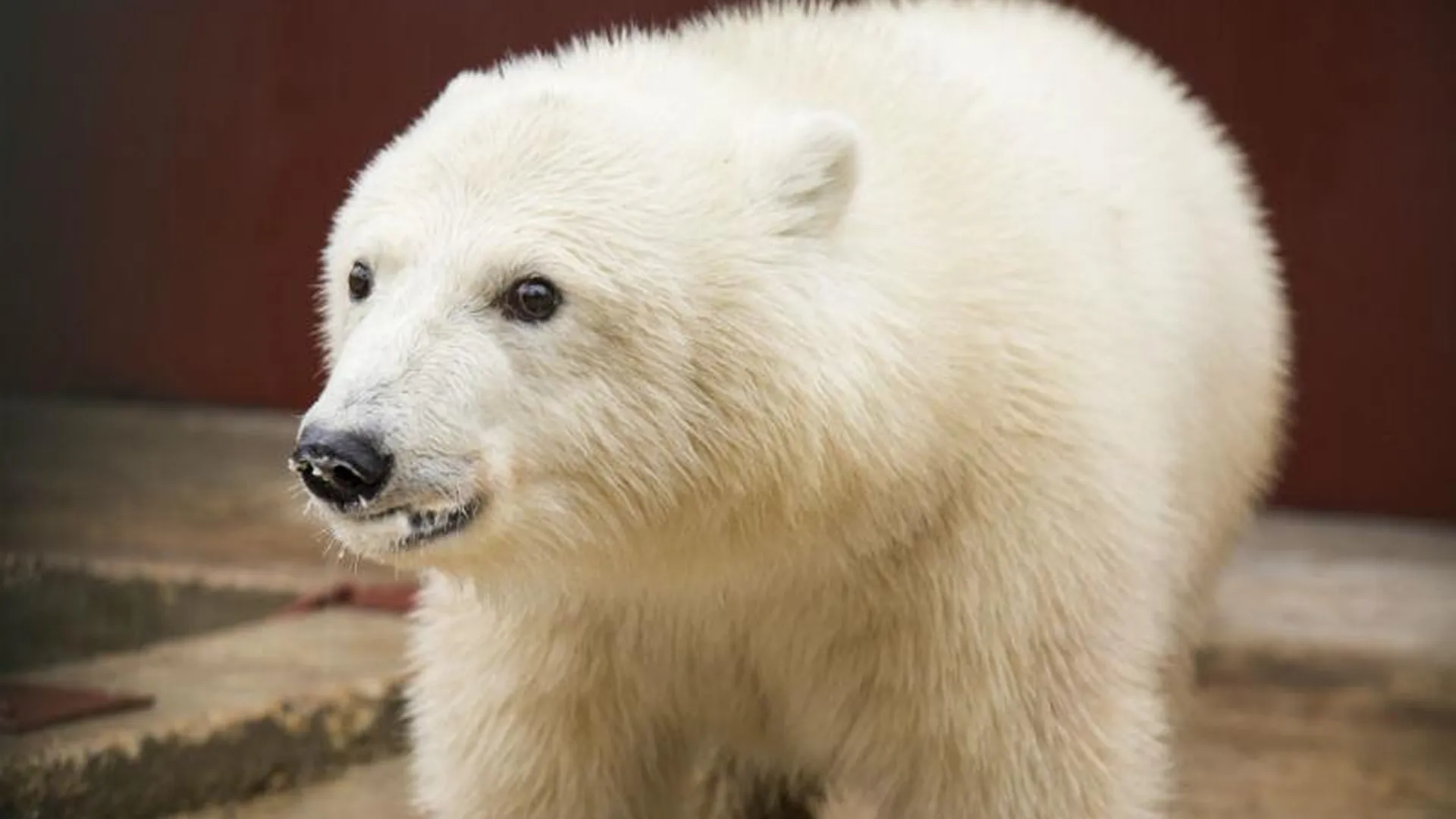 Белых медвежат из Московского зоопарка покажут под Волоколамском