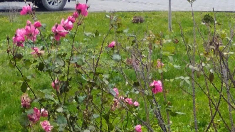 Розы в середине ноября расцвели на улице в Химках