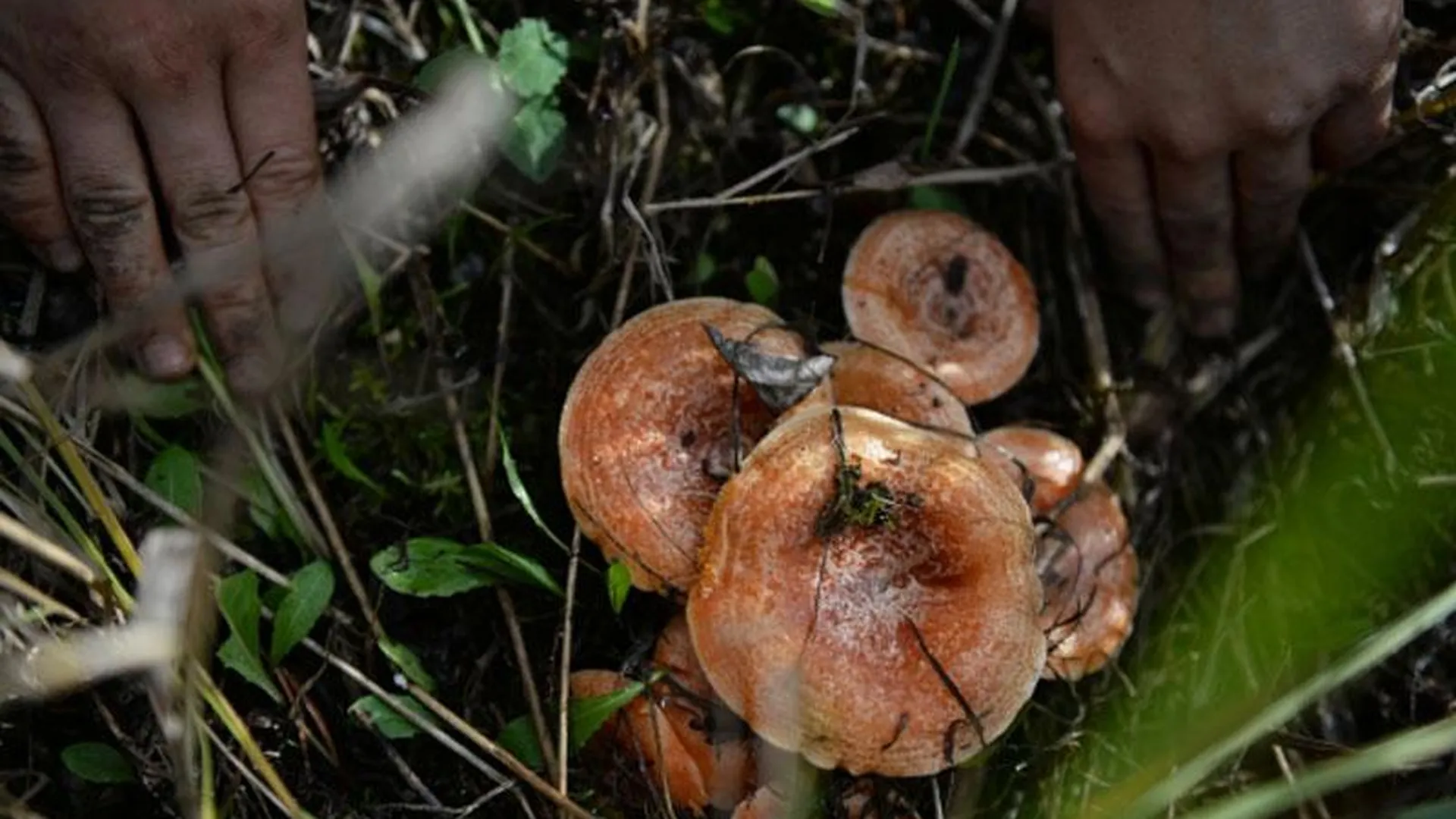 Ученые: грибы помогут в борьбе с болезнью Альцгеймера