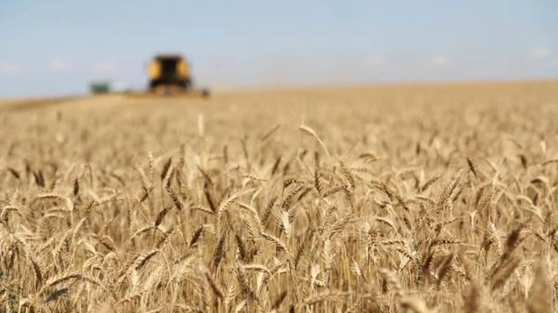 Московская область стала лидером по сельхозстрахованию