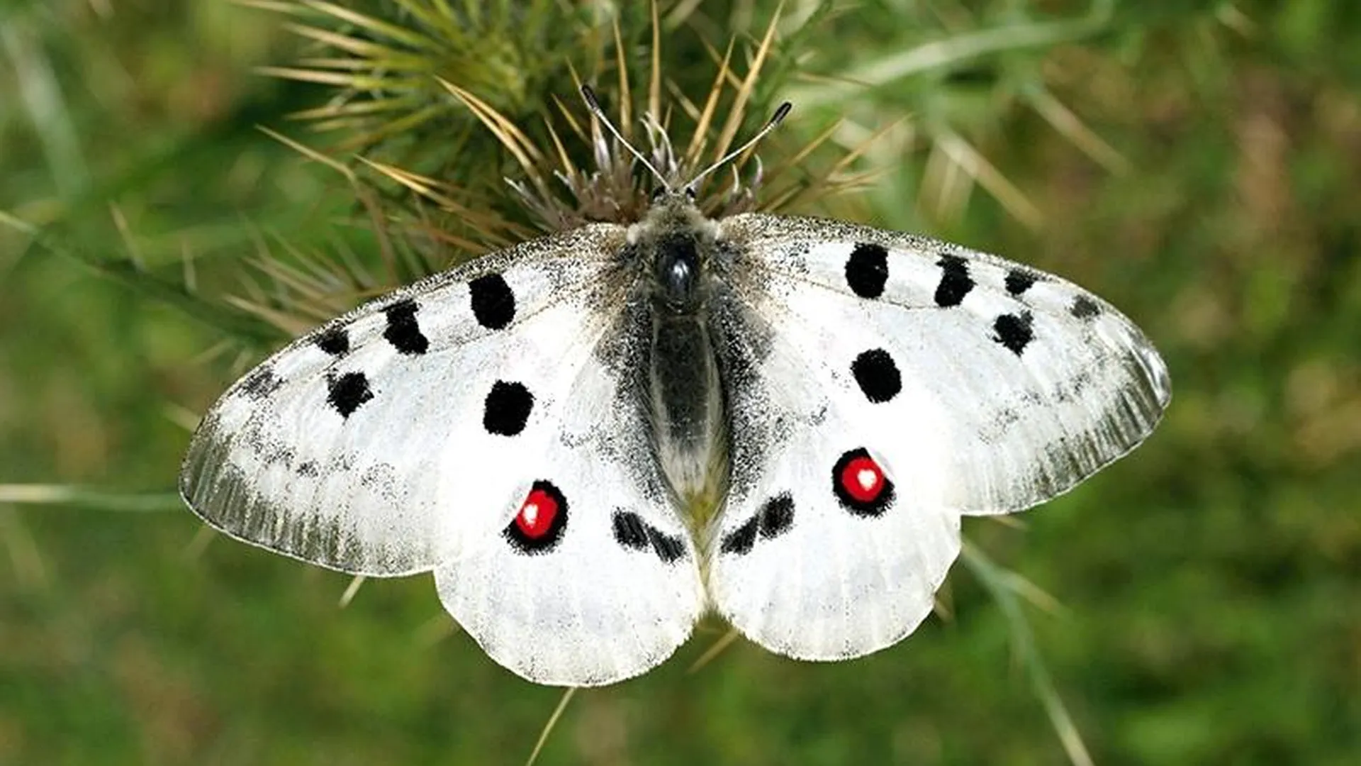 Самая красивая бабочка Европы вернулась в Подмосковье 