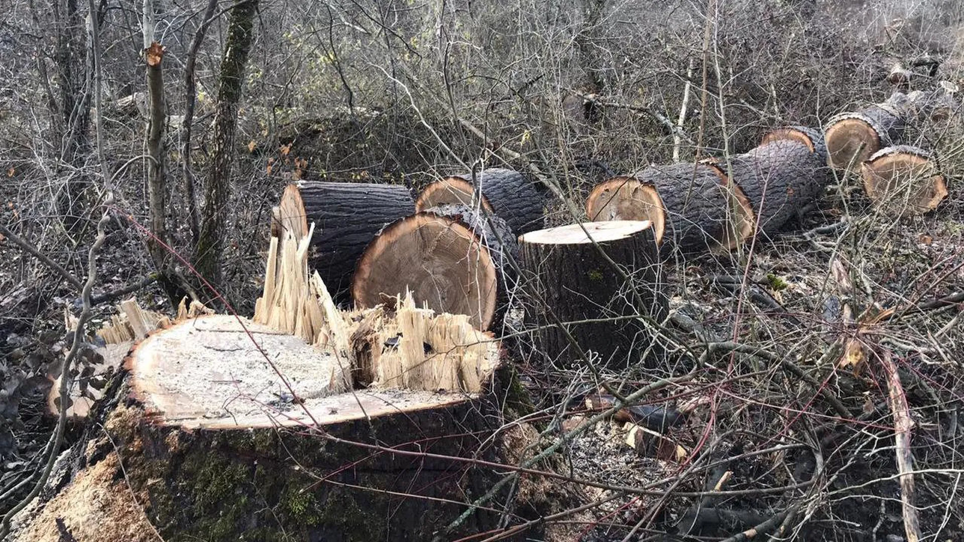 Следователи проверят информацию о вырубке вековых деревьев в Королеве