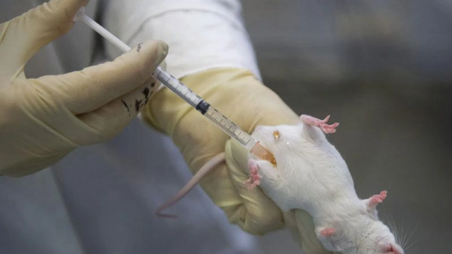 Ученые вырастили орган мыши в теле крысы